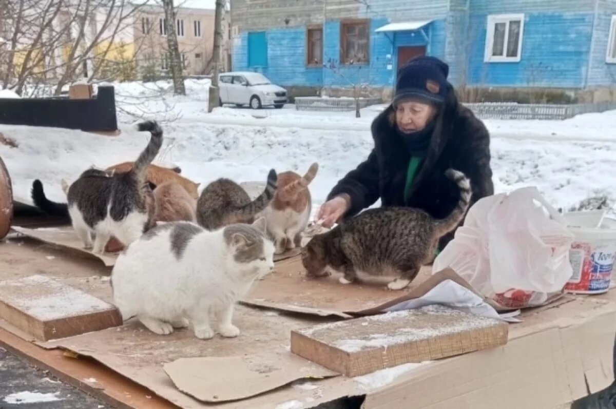    Правительство Тверской области поддержало проект «Бабушка для кошки»