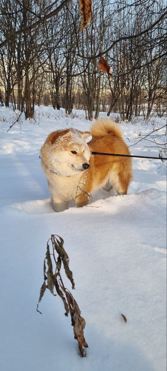 Это Юка, она Сиба-ину и моя радость!