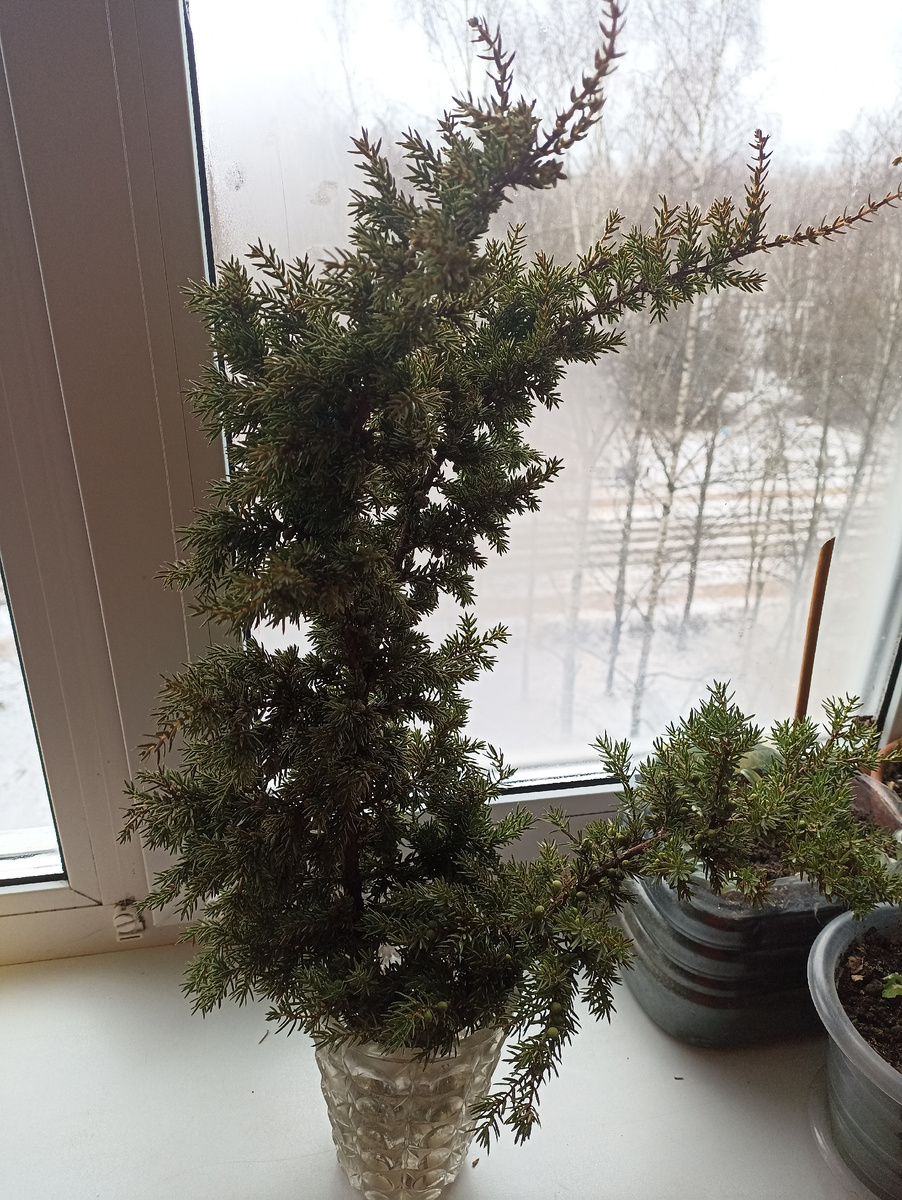 Вот такую красивую веточку принесли из леса сынок с бабушкой. Мне кажется это можжевельник