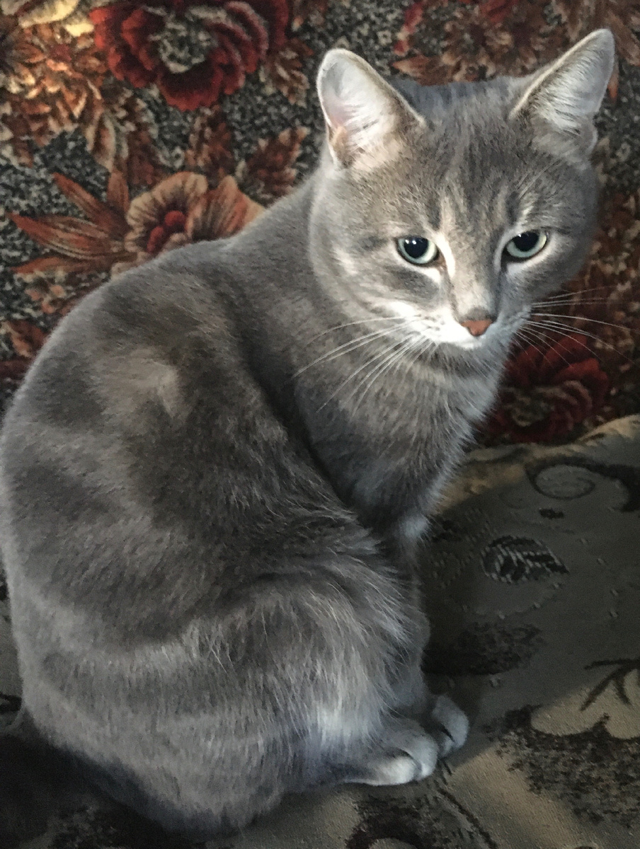 Мой кот присоединяется к поздравлениям, по глазам вижу