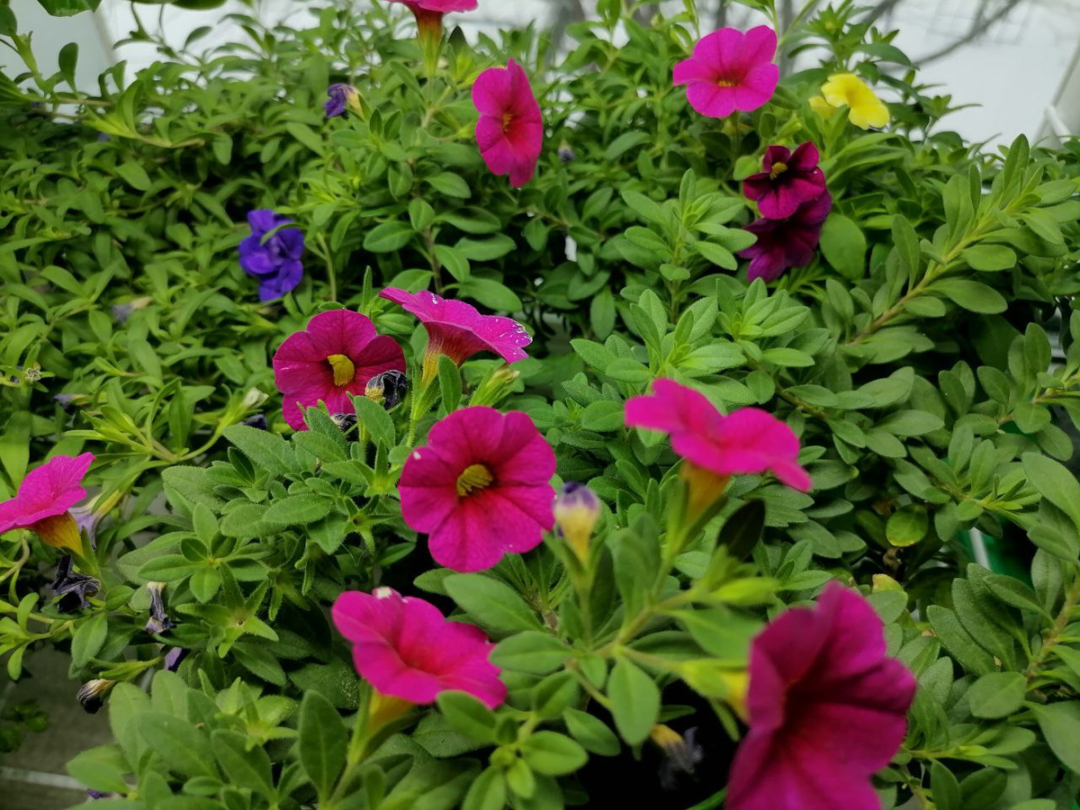 Мои калибрахоа зимой под лампой, на первом плане Каблум Черри, опять выросла из семян, сама