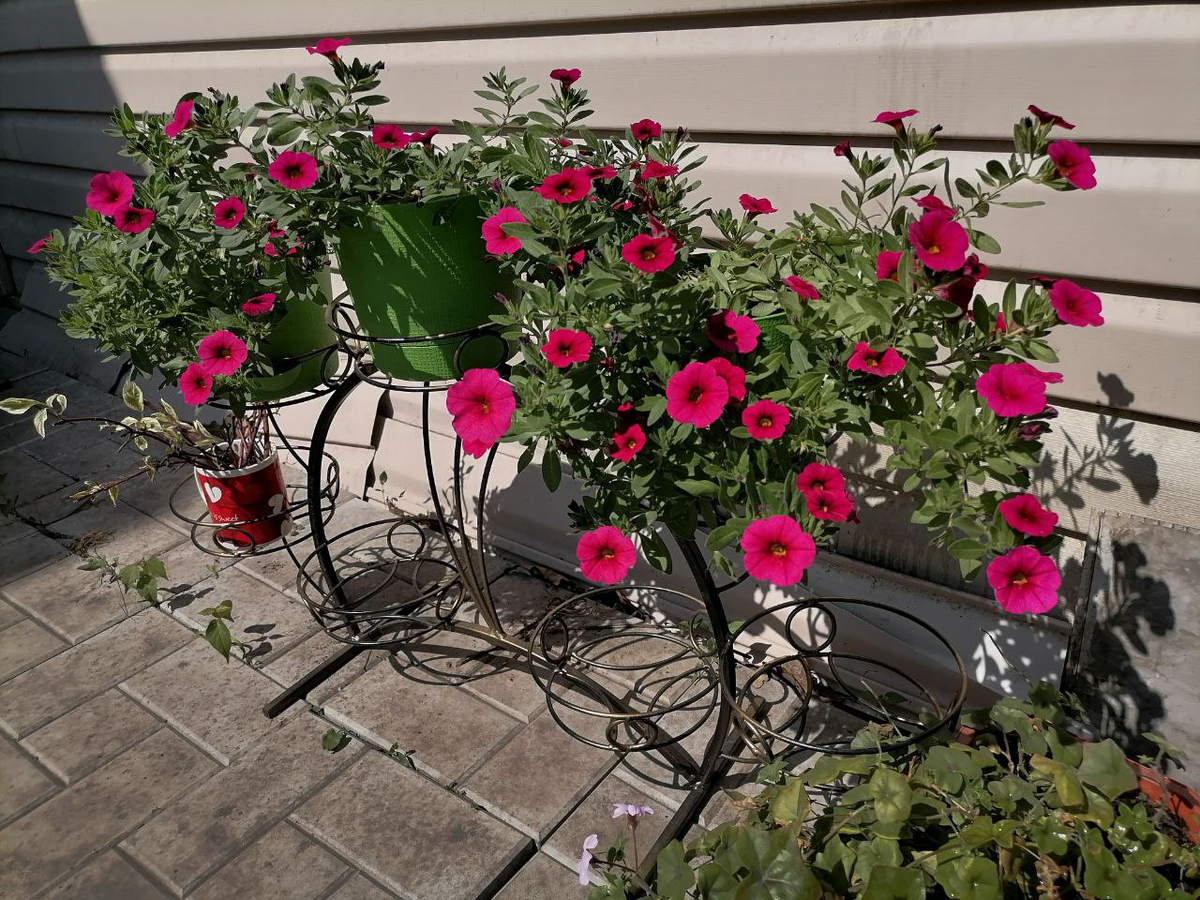 Прежде, 3 сезона подряд, у меня росла только она, поэтому не обращала внимания, ведь это нормально, когда в горшках с красной цветут красные, фото автора