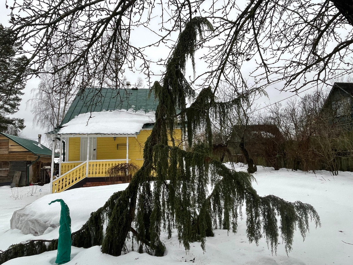 Можжевельник обыкновенный Хорстманна прошлой зимой 2023-2024 года