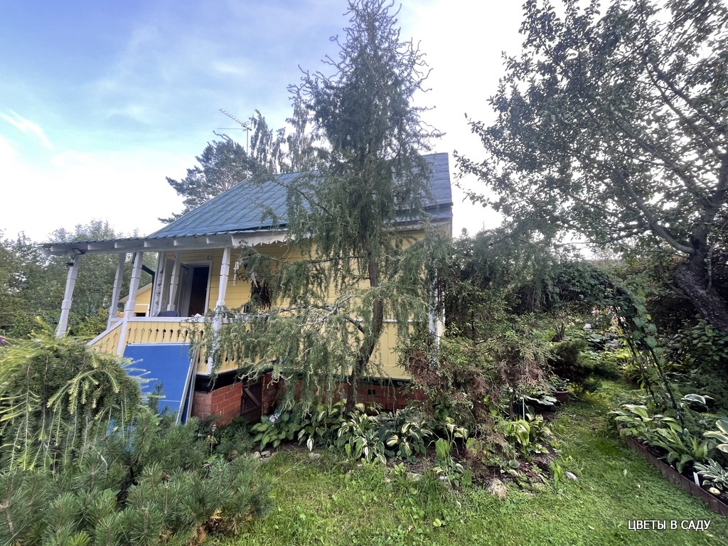 Лиственница Хорстманн Рекувед летом 2024 года