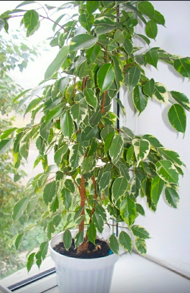 Фикус Бенджамина