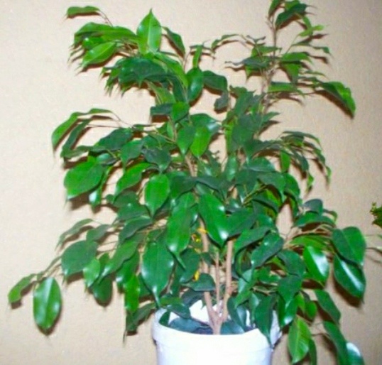 Вот такой фикус вырастает уже на второй год после посадки черенка. 