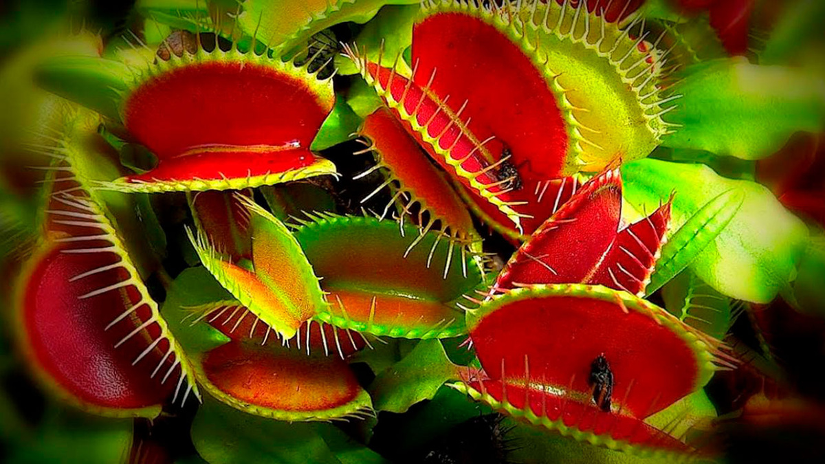 Венерина мухоловка (Dionaea muscipula)