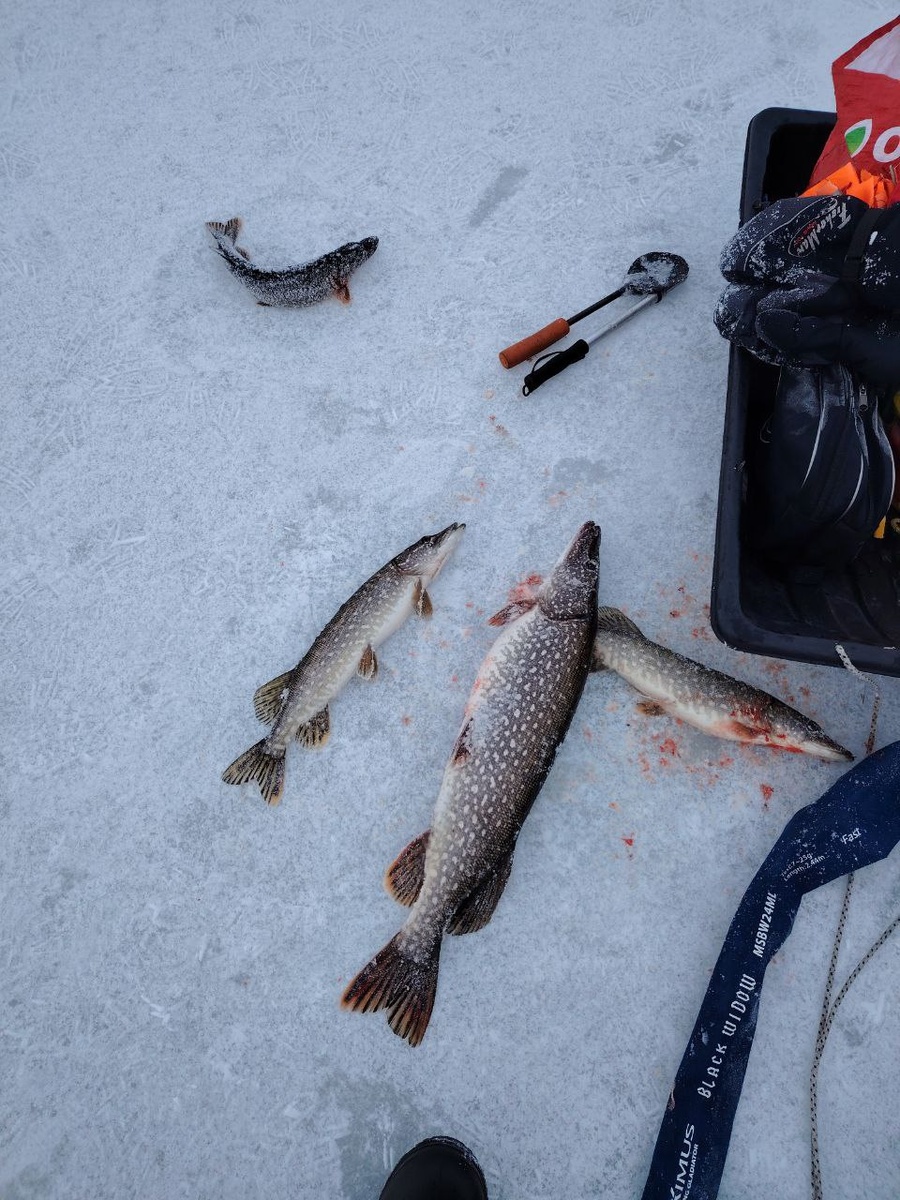 обеденный выход щуки