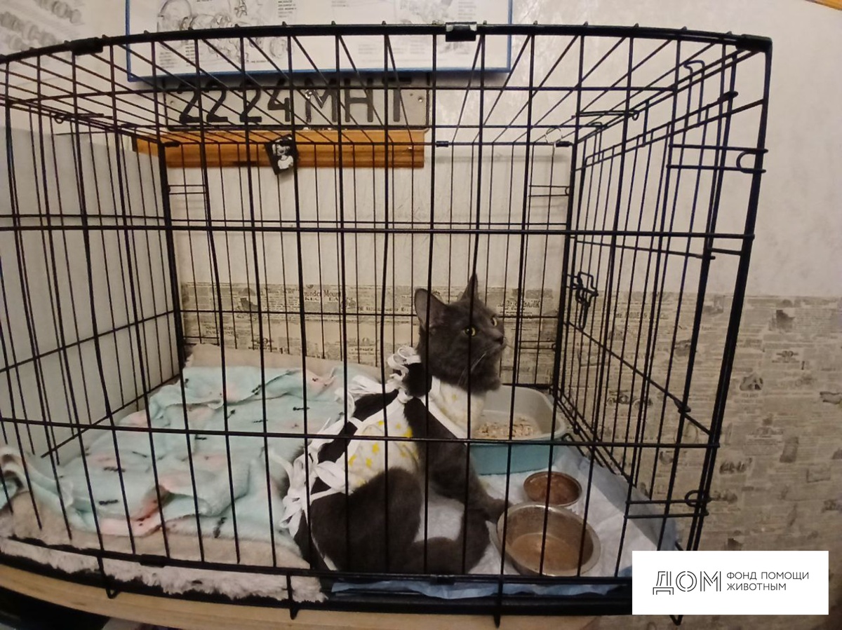 Кошечка Трейси после операции