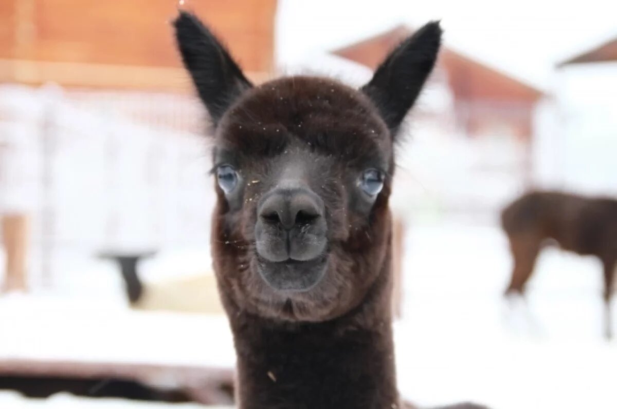    В Удмуртском зоопарке родился детёныш альпаки