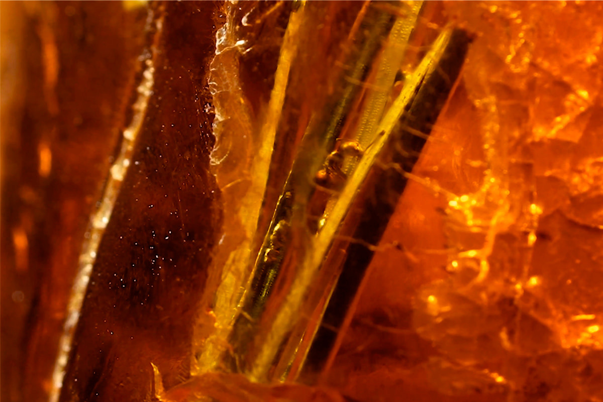 АО «Калининградский янтарный комбинат»📷В янтаре находится пучок из пяти хвойных иголок зеленоватого оттенка, возраст которых может достигать 50 млн лет