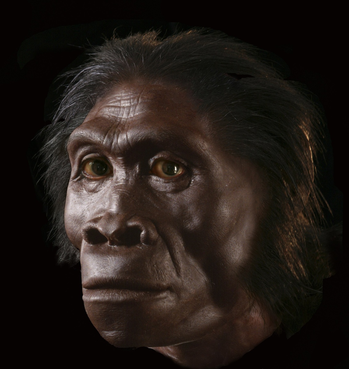 Homo habilis (человек умелый, хабилис) — вид ископаемых гоминидов, высокоразвитый австралопитек или первый представитель рода Homo. 

Первый экземпляр обнаружен археологами Мэри и Луисом Лики в ноябре 1960 года в ущелье Олдувай в Танзании.