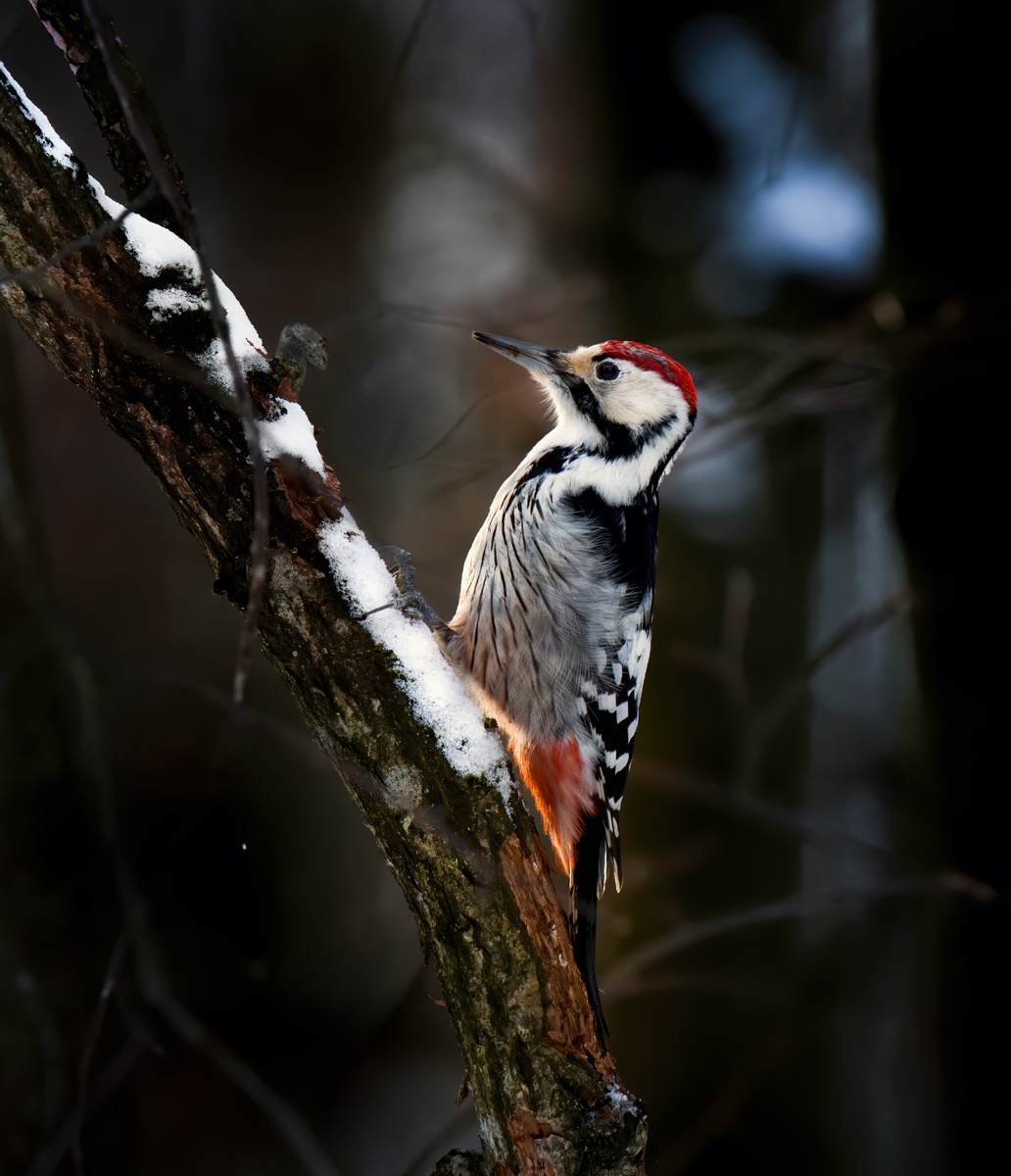 Белоспинный дятел