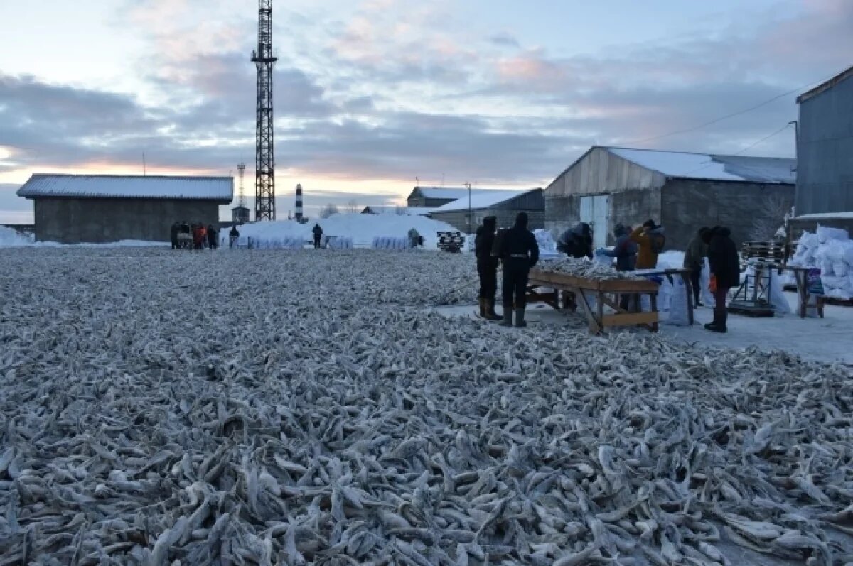    Наважья путина-2025 стартовала на Сахалине