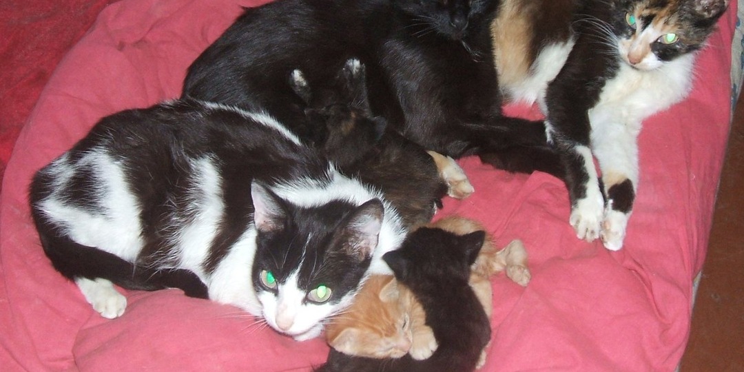 Истории из жизни: Коты и кошки возле меня. Начало