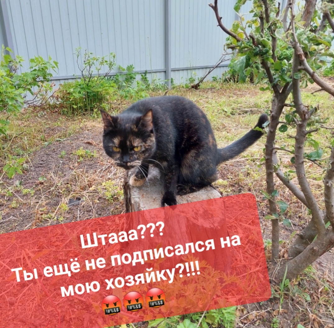 Мы с Лизой тоже возмущены 😅😅😅