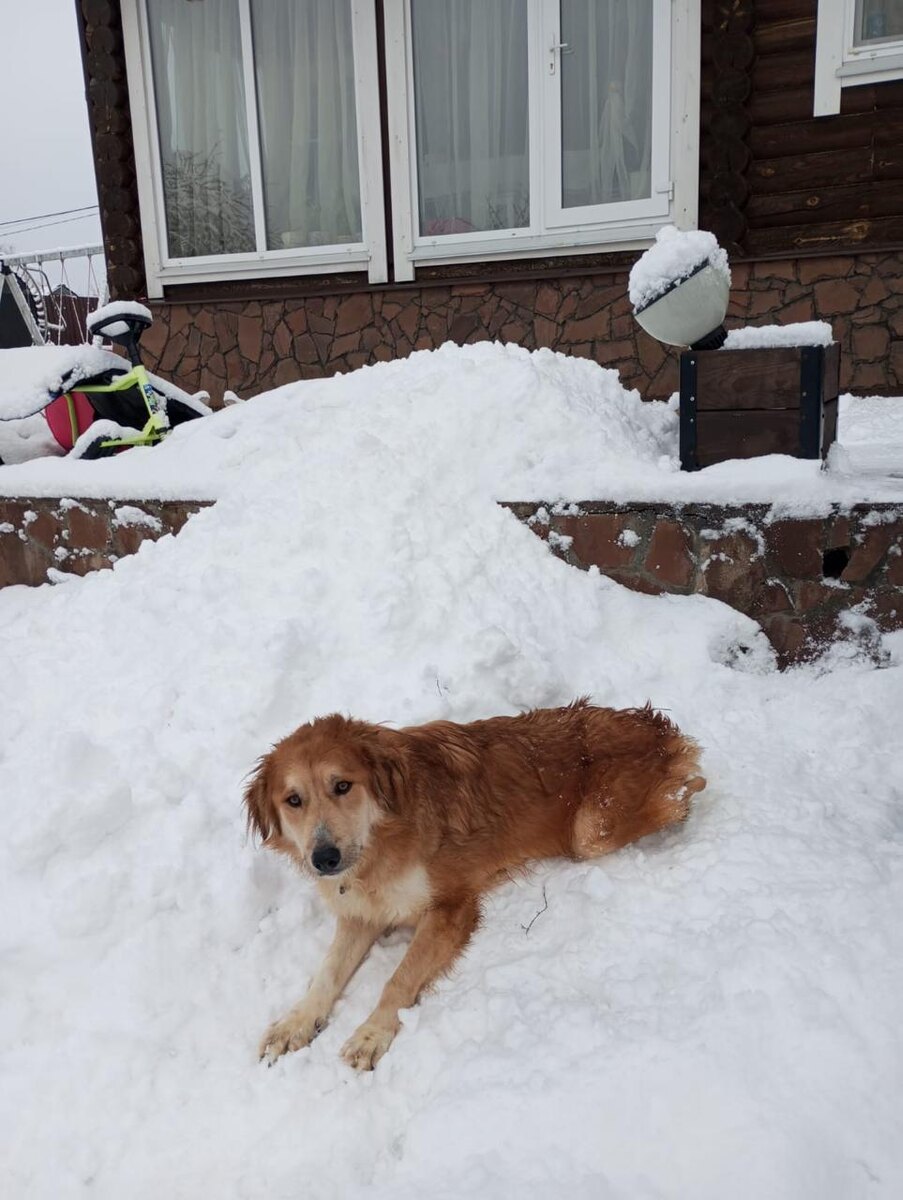 Знакомьтесь это Атос, супер позитивный парень. 