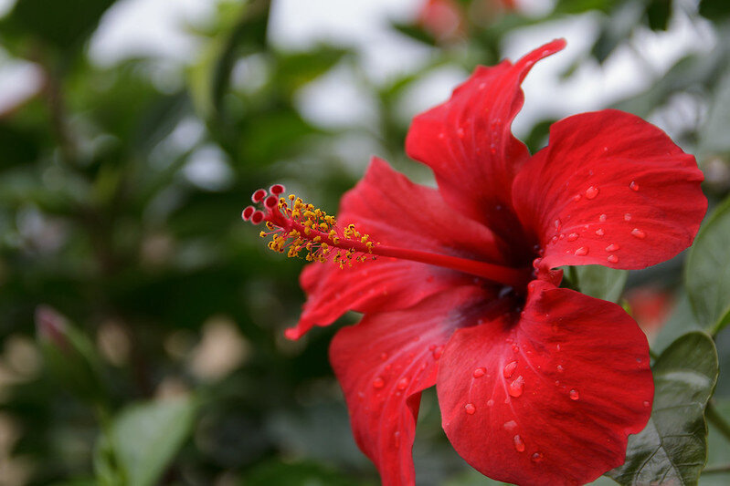 Суданская роза (Hibiscus sabdariffa)