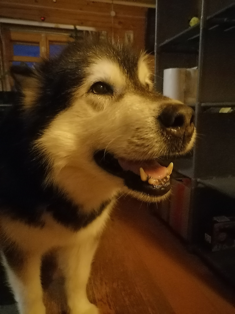 Нанка - моя верная подруга).