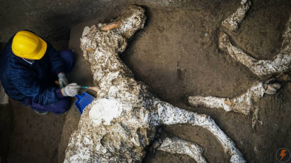 Останки лошади военного чиновника, обнаруженные в Помпеях. 23 декабря 2018 г.