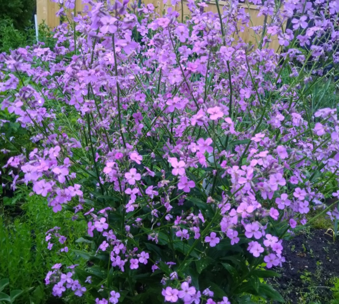 Огромный куст хеспериса