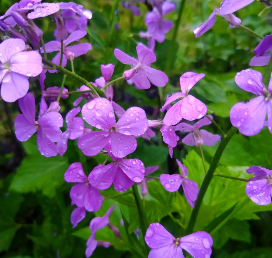 Нежно-сиреневый Хесперис, день, после дождя