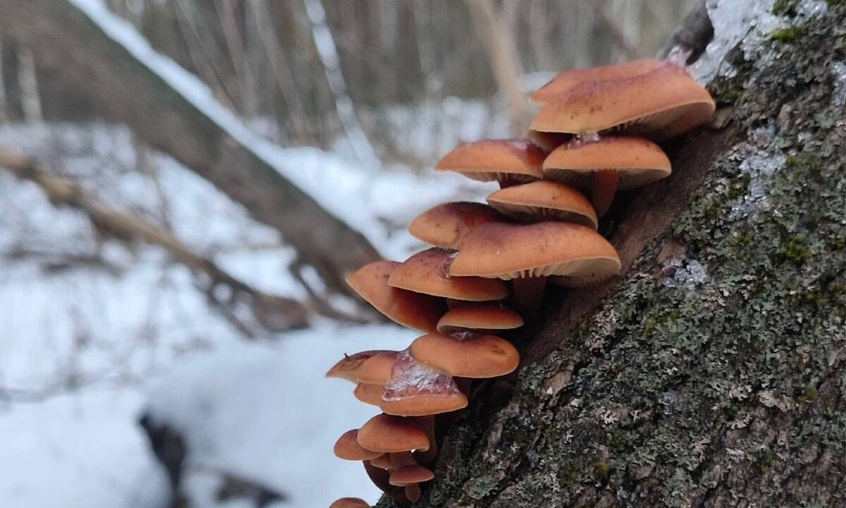    Фото из группы «Грибы и грибники Рязанской области»