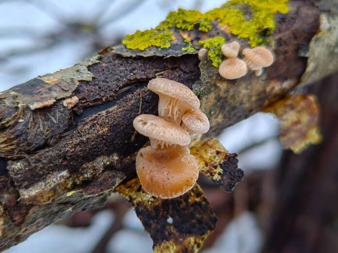    Фото из группы «Грибы и грибники Рязанской области»