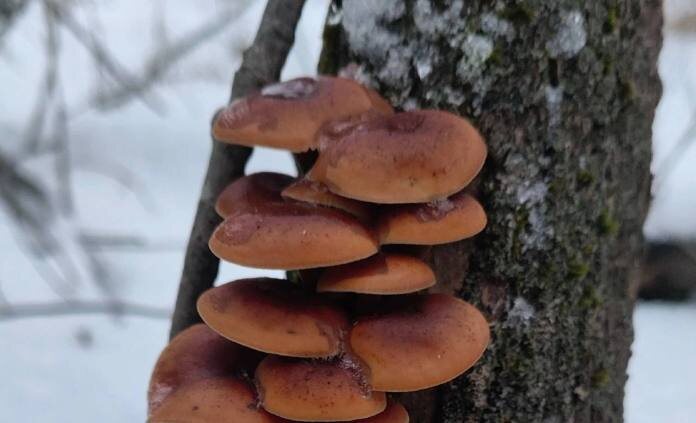    Фото из группы «Грибы и грибники Рязанской области»