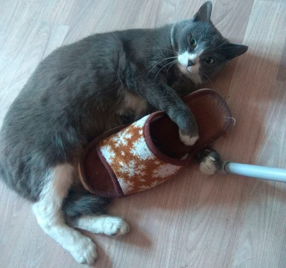 Наша гроза всех местных мышей и тапочек :)