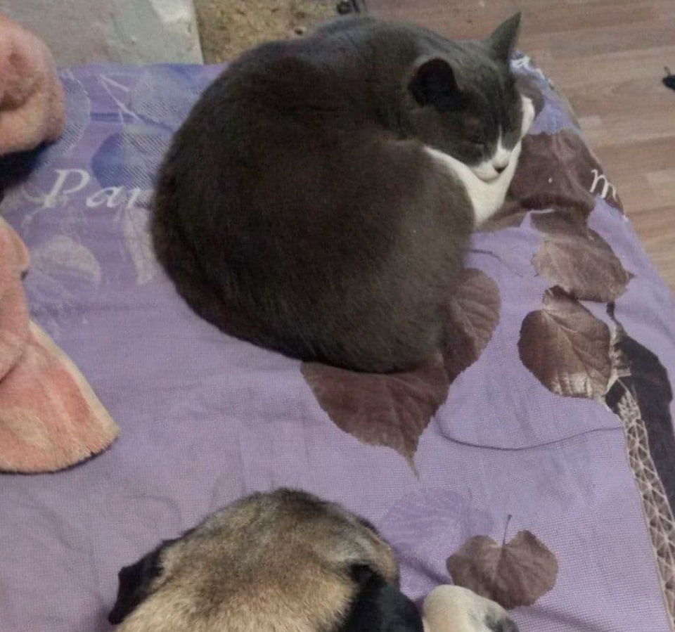 Часто приносила мышей под дверь, показать какая молодец