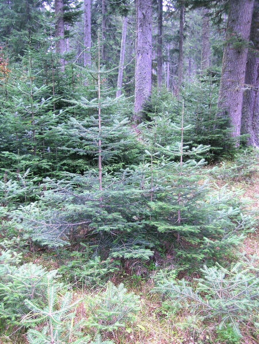 Возобновление пихты белой (Abies alba) под пологом довольно густого леса в горном массиве Рила на Балканском полуострове. Фото автора