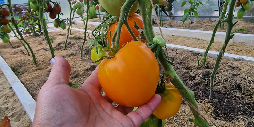 Сажала, сажаю и буду сажать: 3 лучших сорта для вашего здоровья