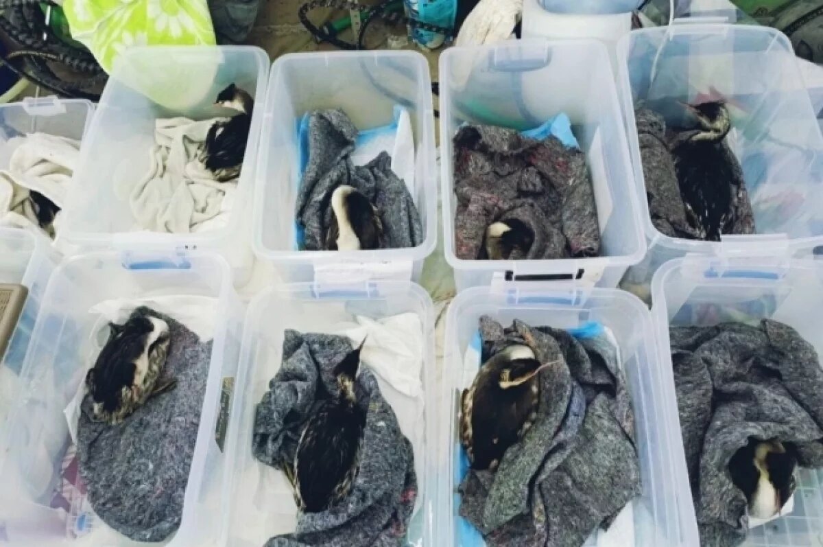    «Развели панику».