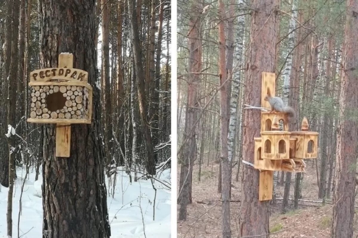    “Ресторан” для белок создают дети в Новосибирске