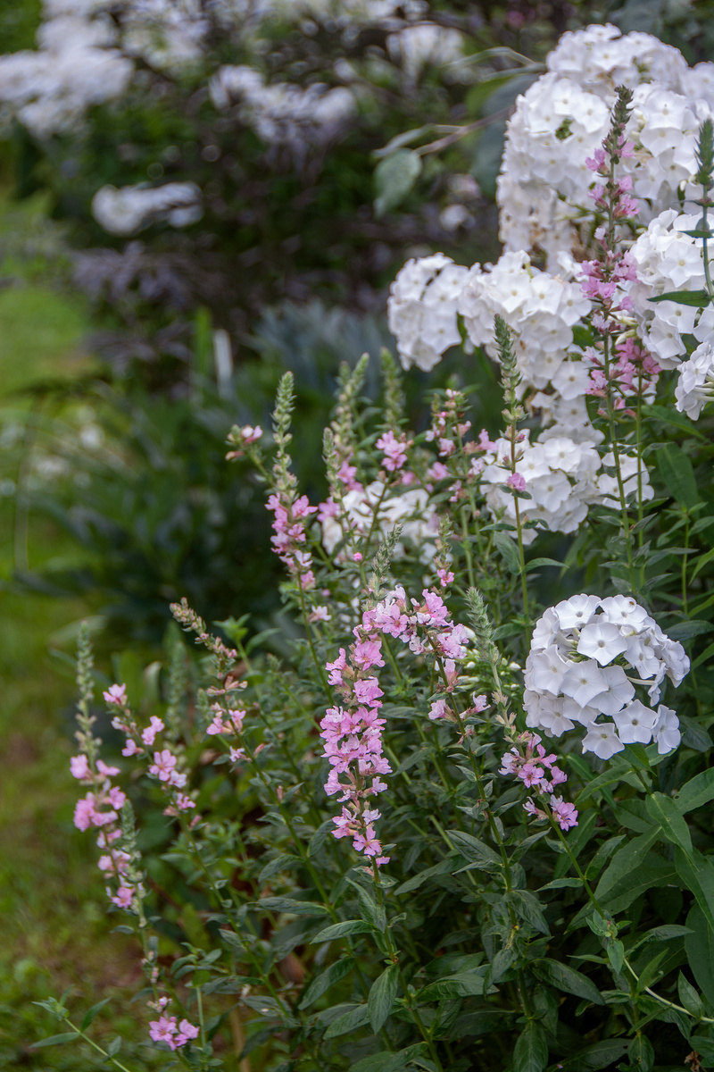 2. Флокс-погорелец