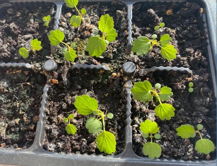 Выращивание клубники из семян: когда и как