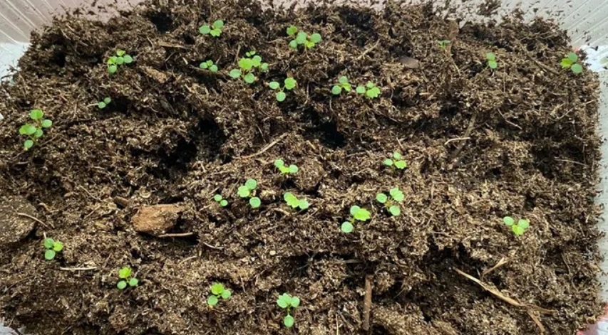 Как правило, я сею землянику с 5 по 20 февраля.