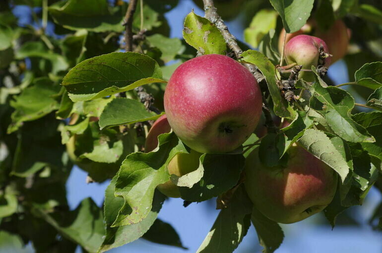   Игорь Самохвалов/ПГ