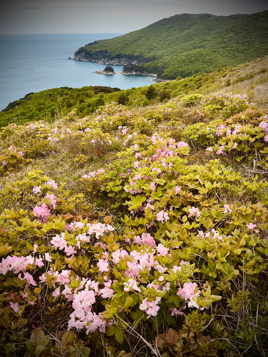Рододендрон Шлиппенбаха на склонах полуострова Гамова