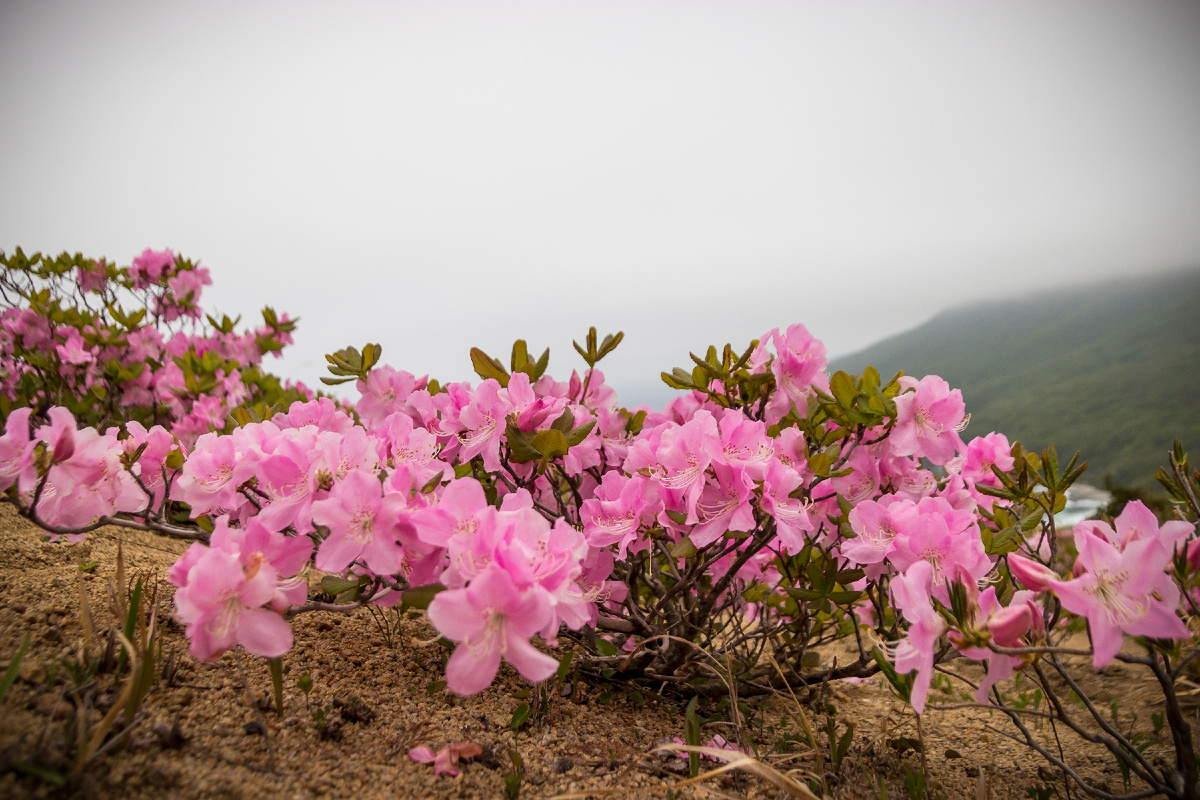Цветы на молодых кустиках краснокнижного рододендрона Шлиппенбаха