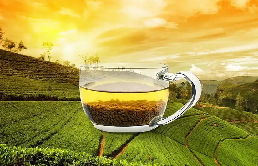 Фото: tea.ru