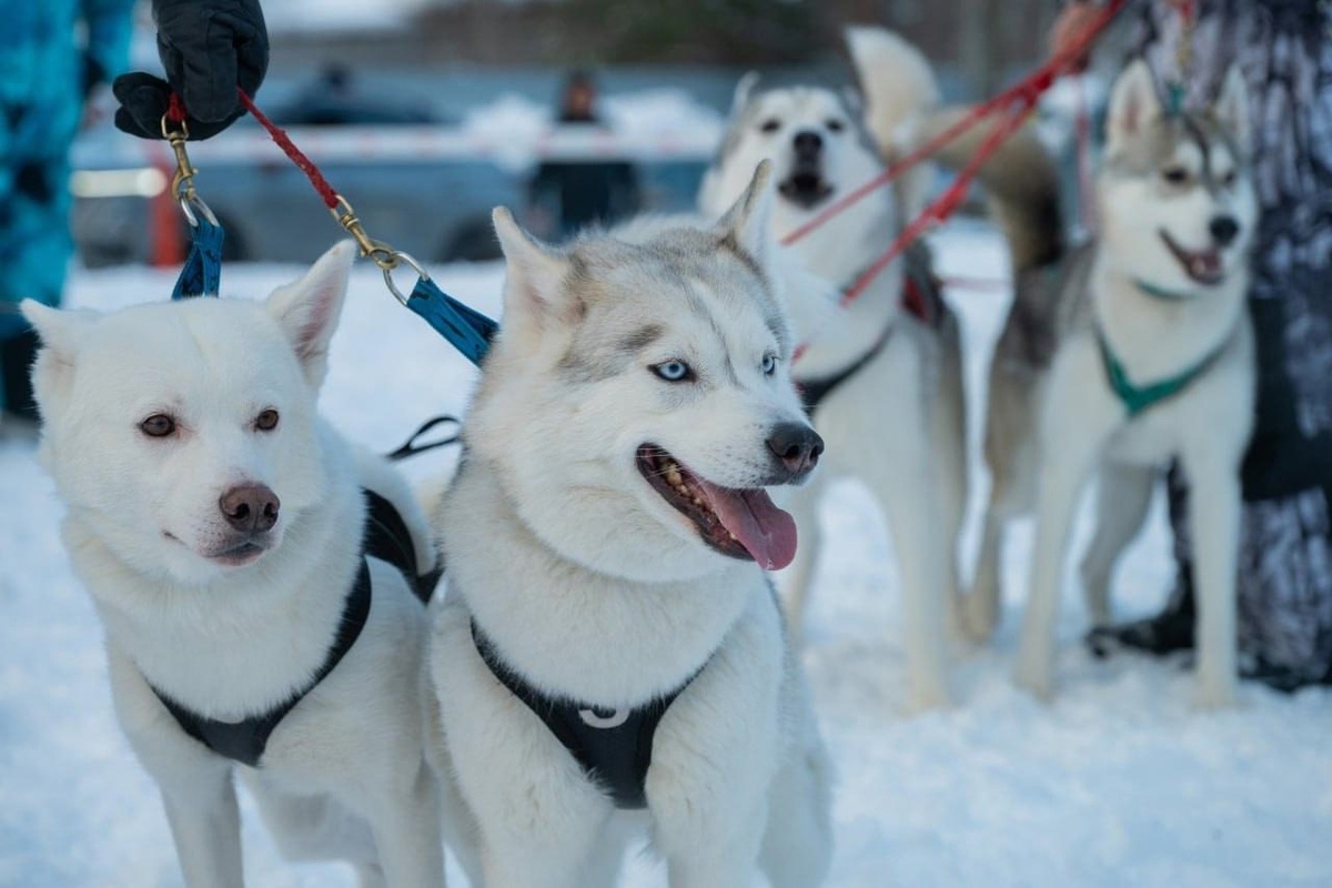   В Югре прошли состязания погонщиков собак