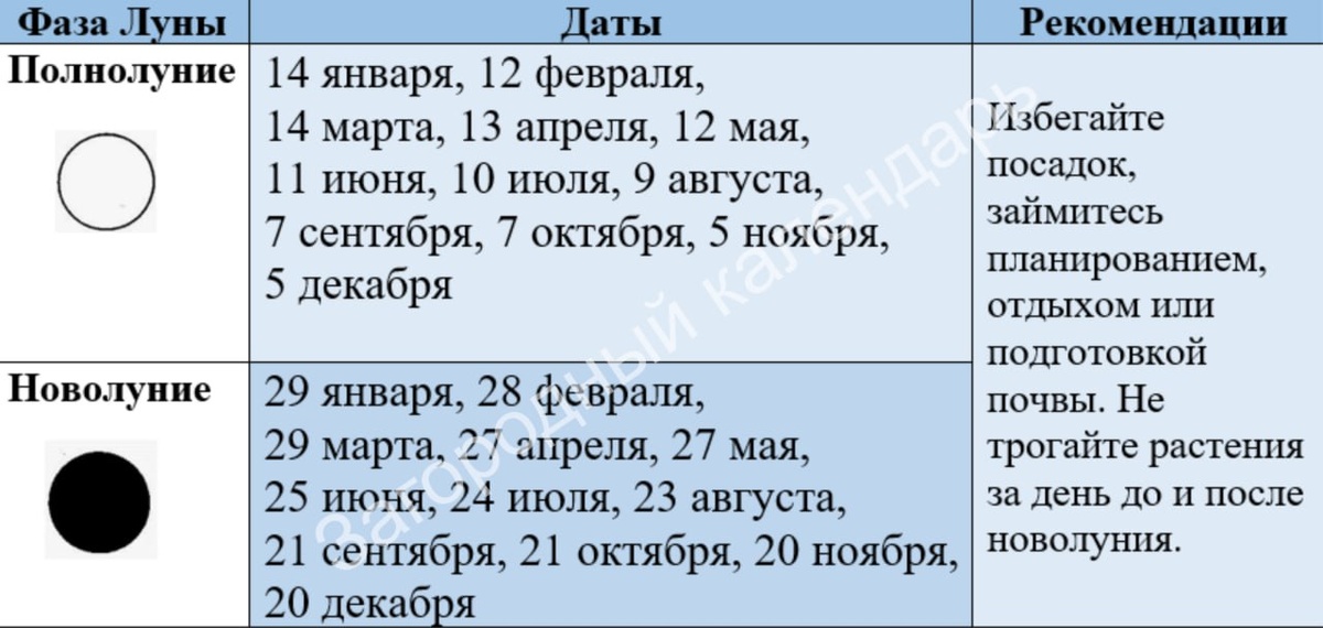 Дни полнолуния и новолуния в 2025 году. Избегайте тревожить растения