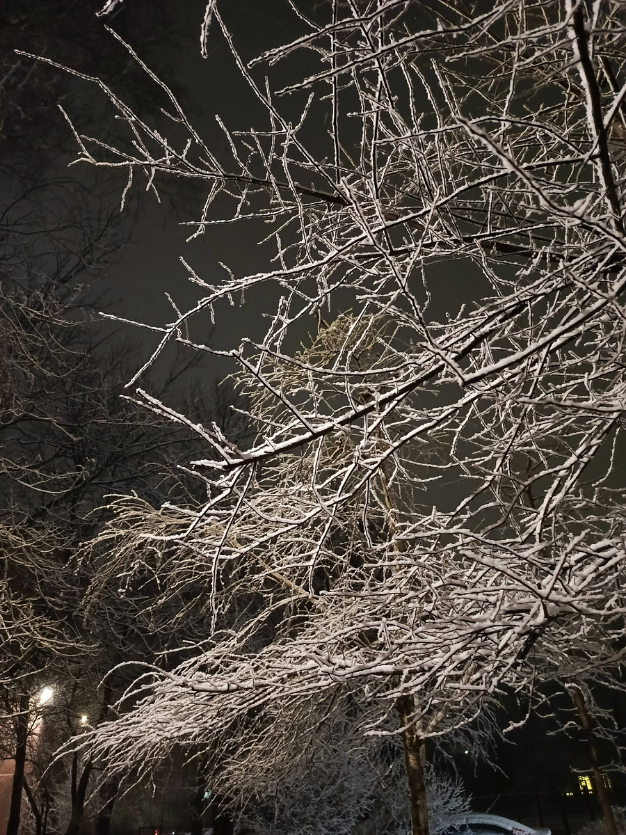 Деревья в снегу