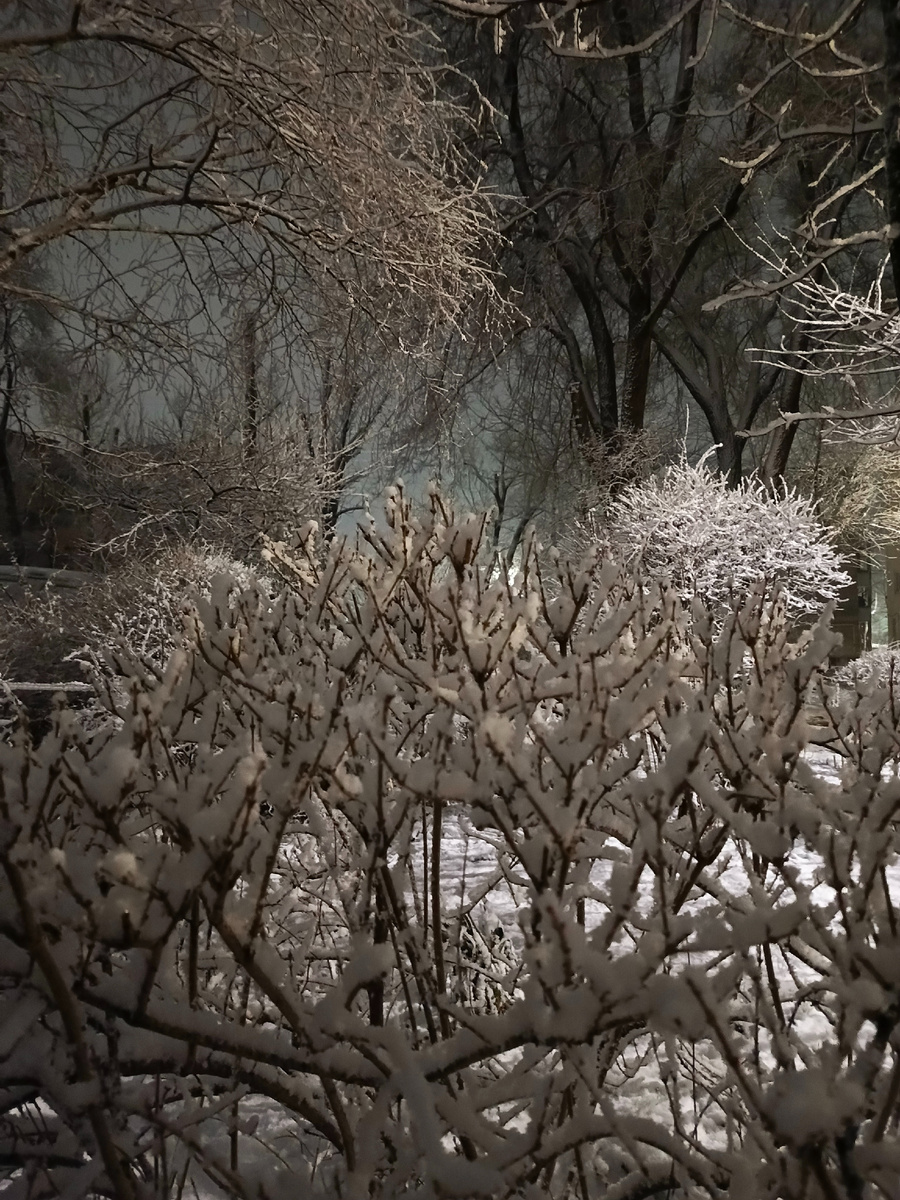 Снег на кустах и деревьх