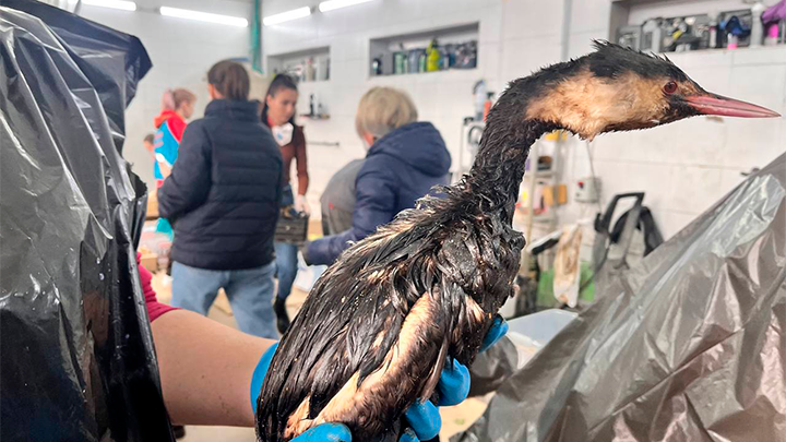 Катастрофа нанесла удар по всему живому. Фото: ТГ-канал "Анапа ЧС"