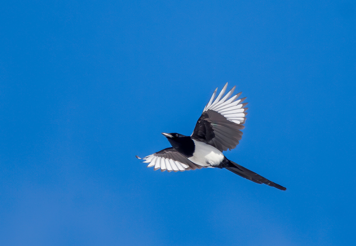 Сорока и яркое небо