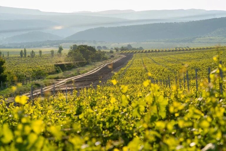 Фото: пресс-служба ООО «Агрофирма “Золотая балка”