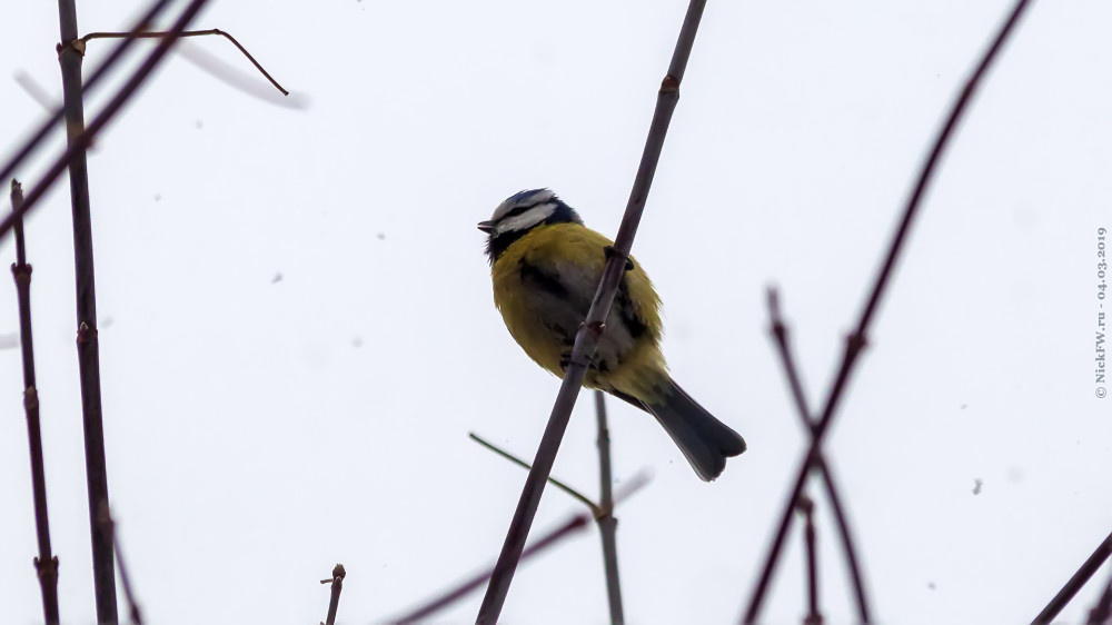 2. Лазоревка © NickFW.ru — 04.03.2019г.